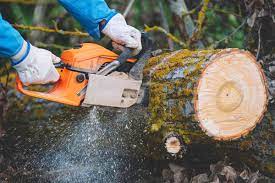 Which Chainsaw Is Better For You: Electric Or Gas?