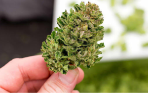 Buy Weed At A Cheaper Cost Online