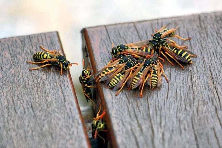 How to Identify & Get Rid of Wasps from Your Property in Arizona?